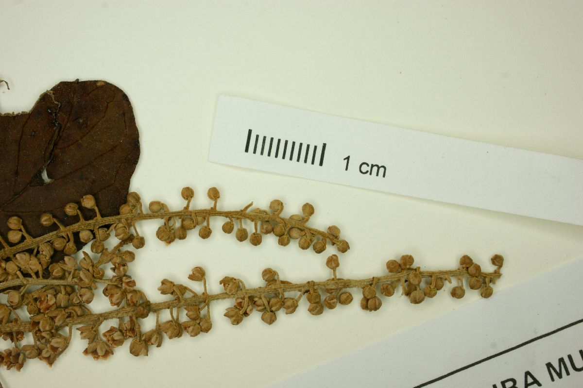 Clethra uleana image