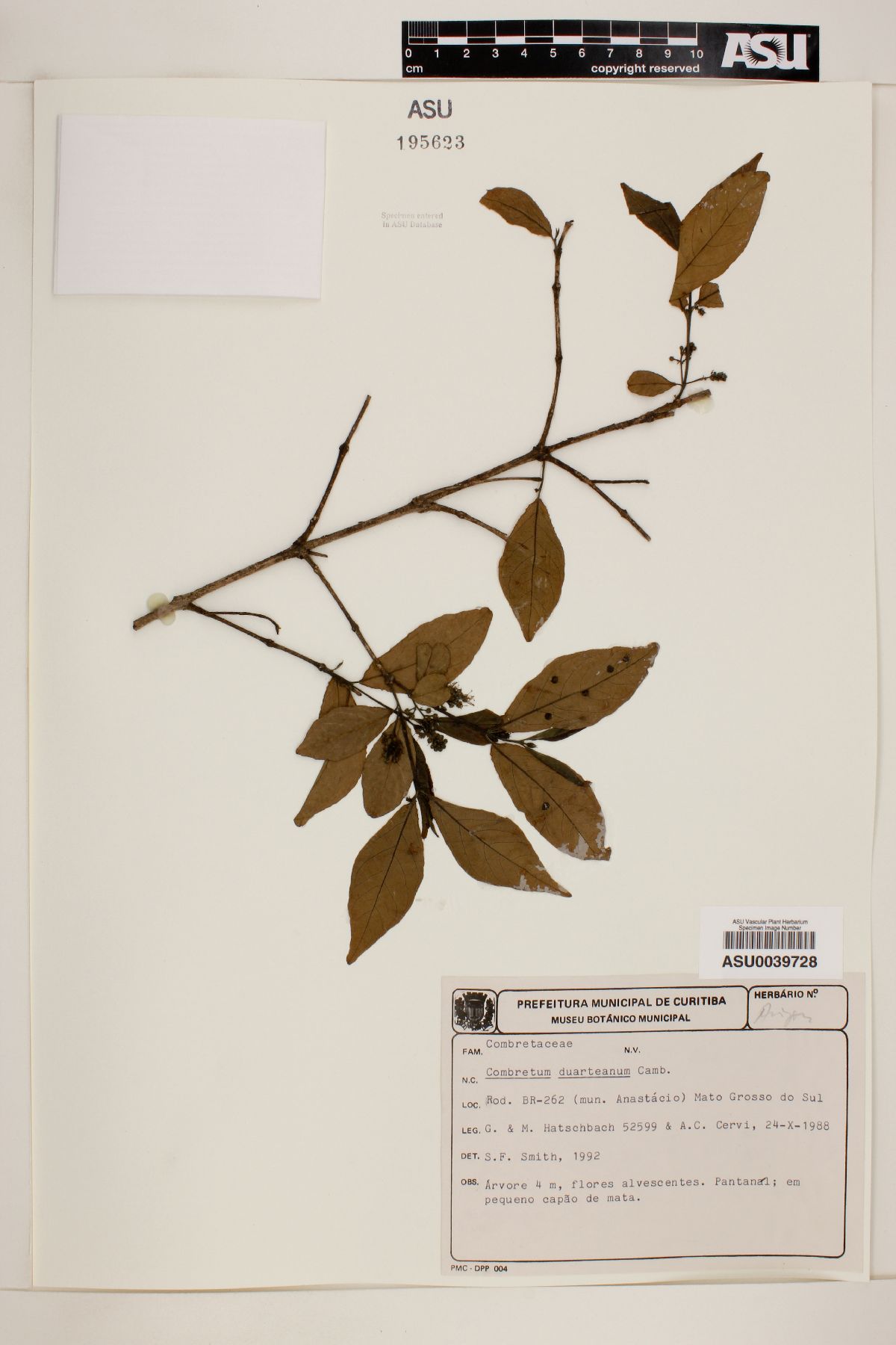Combretum duarteanum image