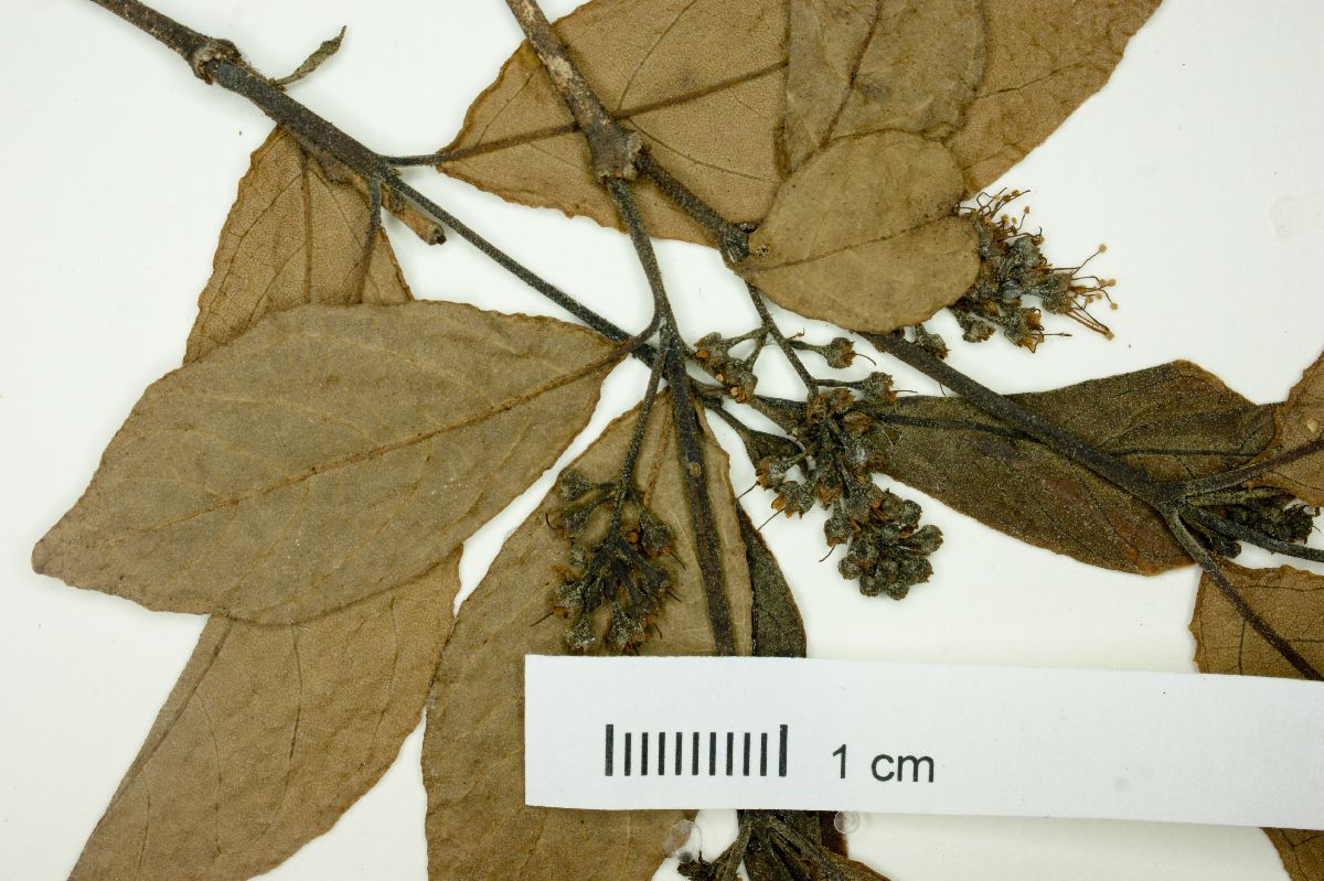 Combretum duarteanum image