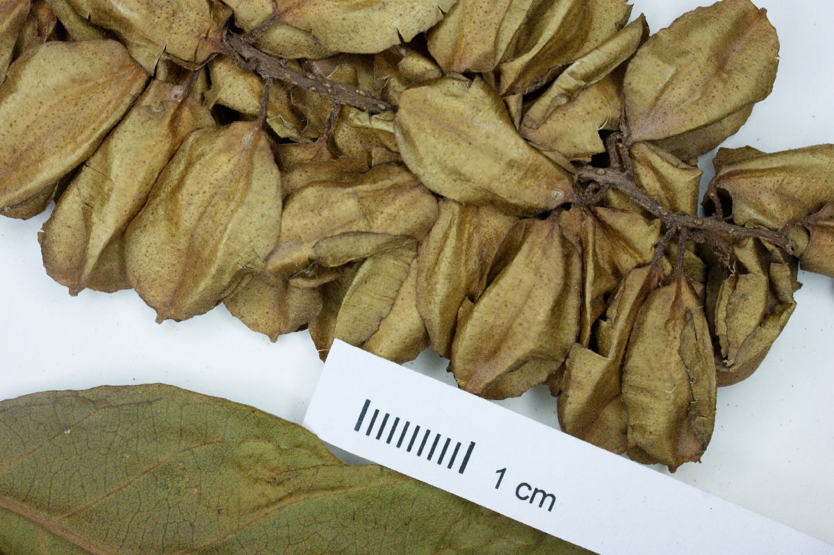 Combretum fruticosum image