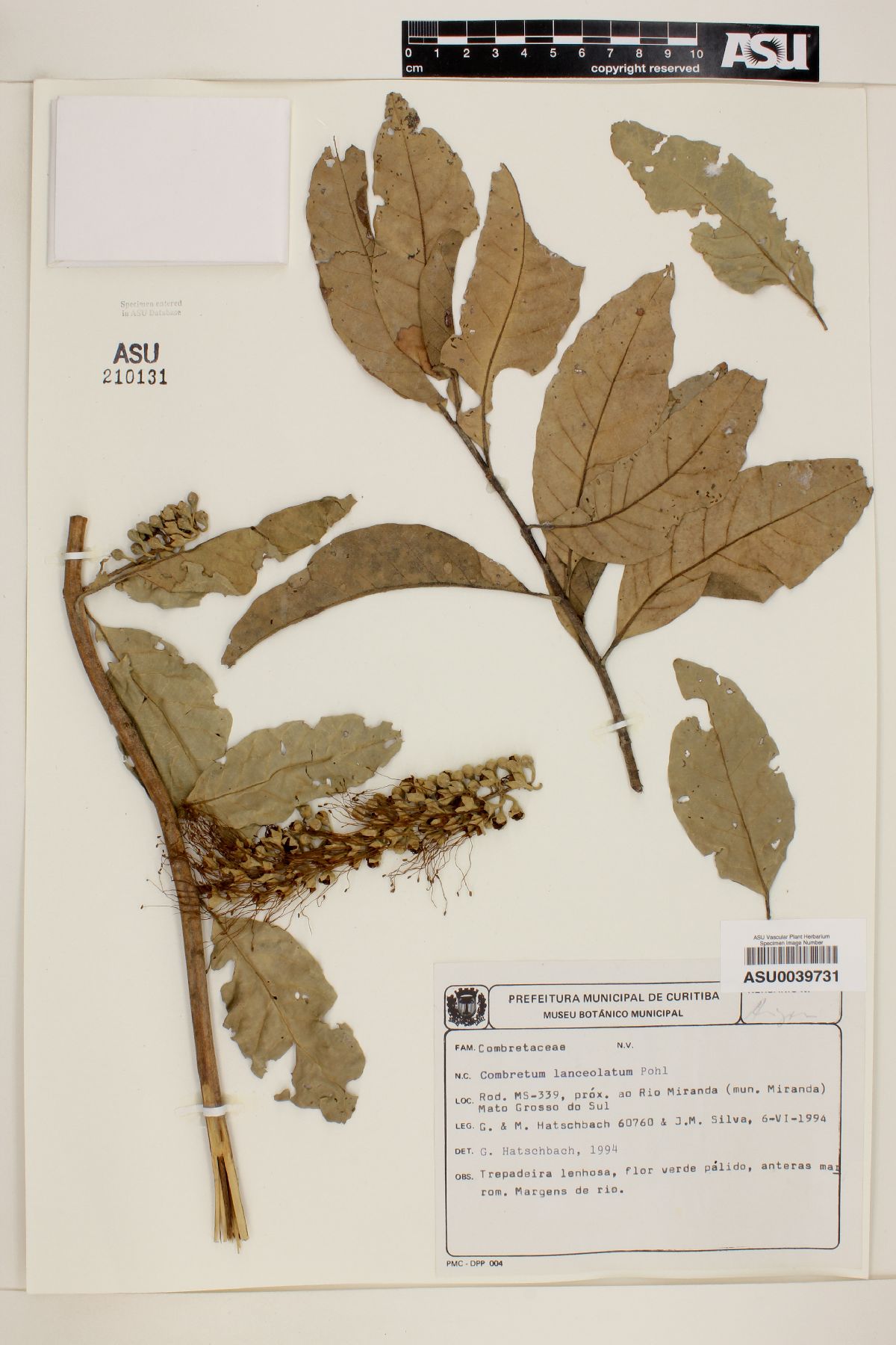 Combretum lanceolatum image