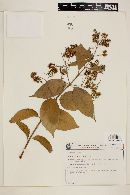 Combretum leprosum image