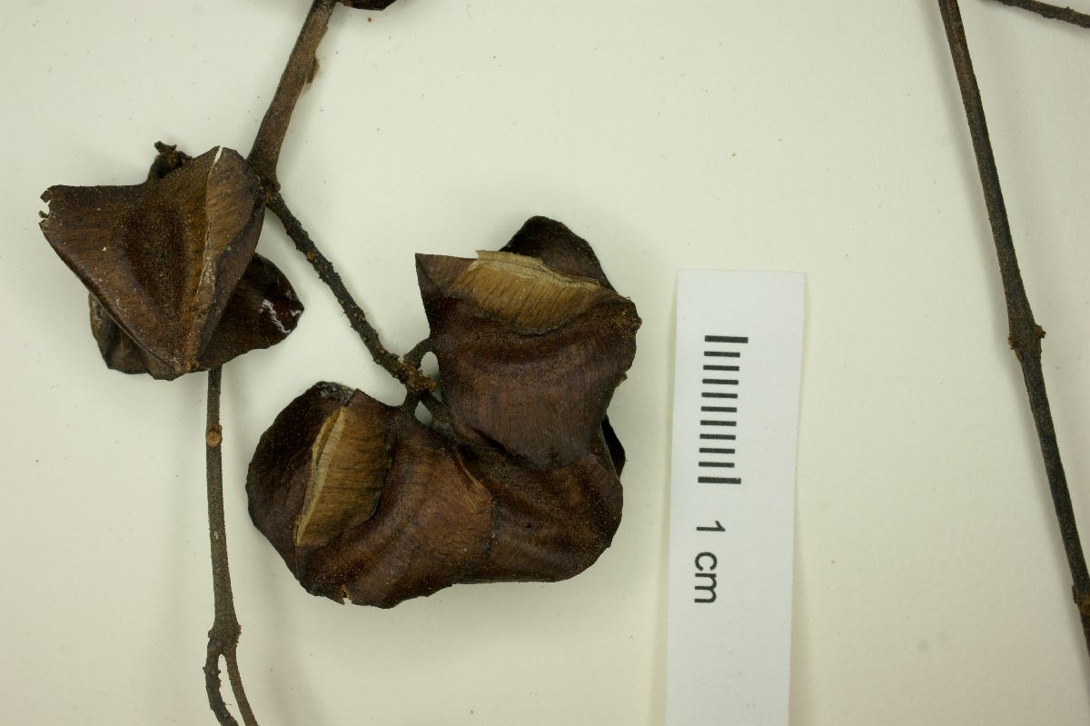 Combretum mellifluum image