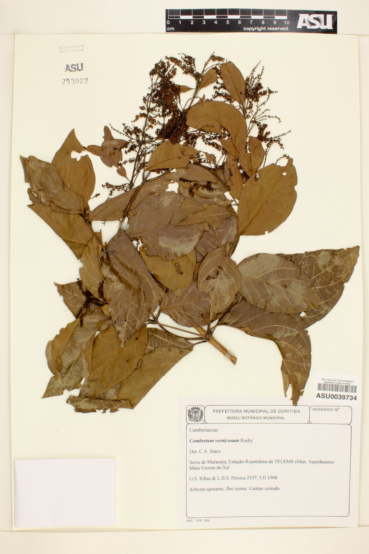 Combretum vernicosum image