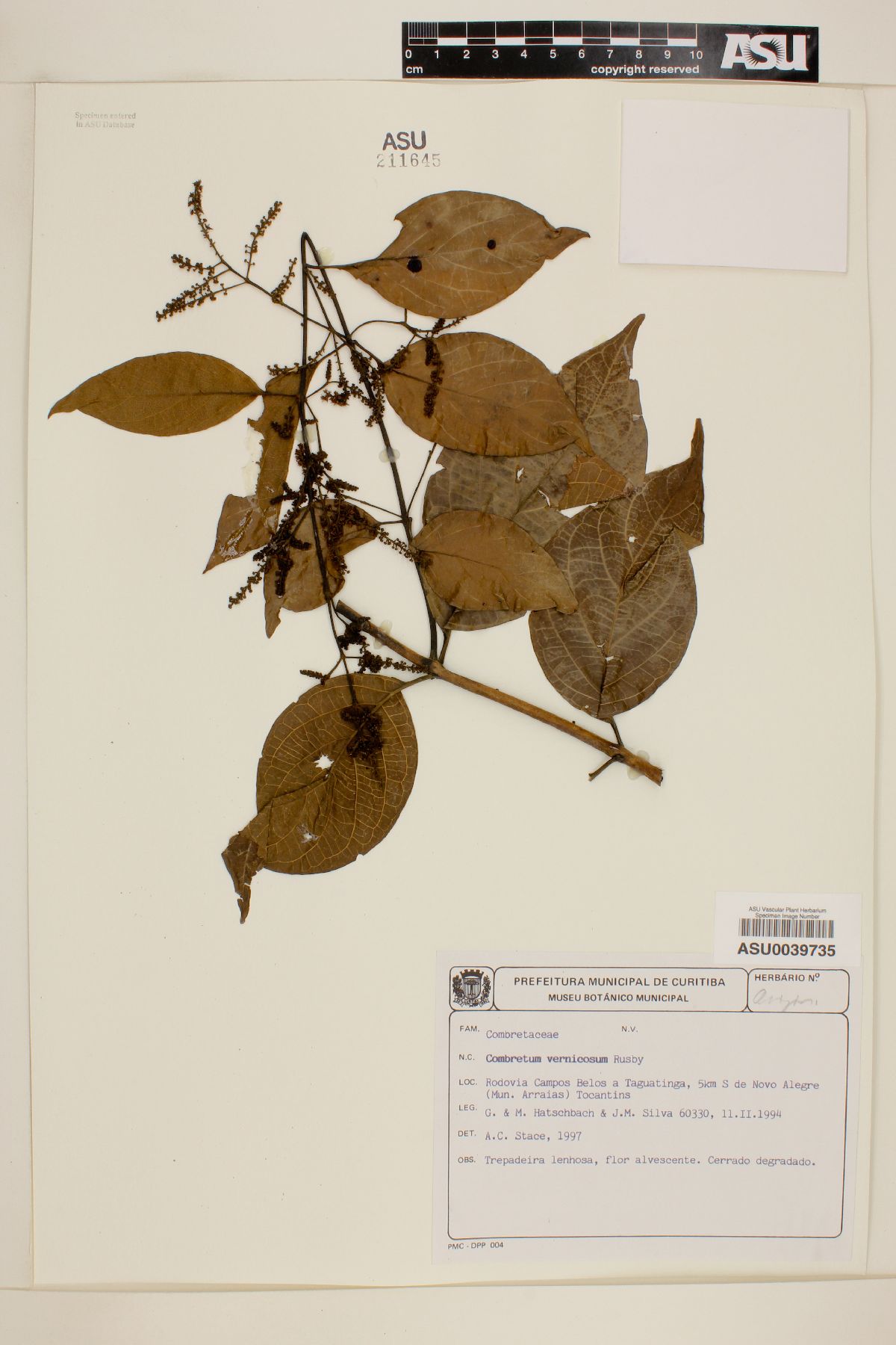 Combretum vernicosum image