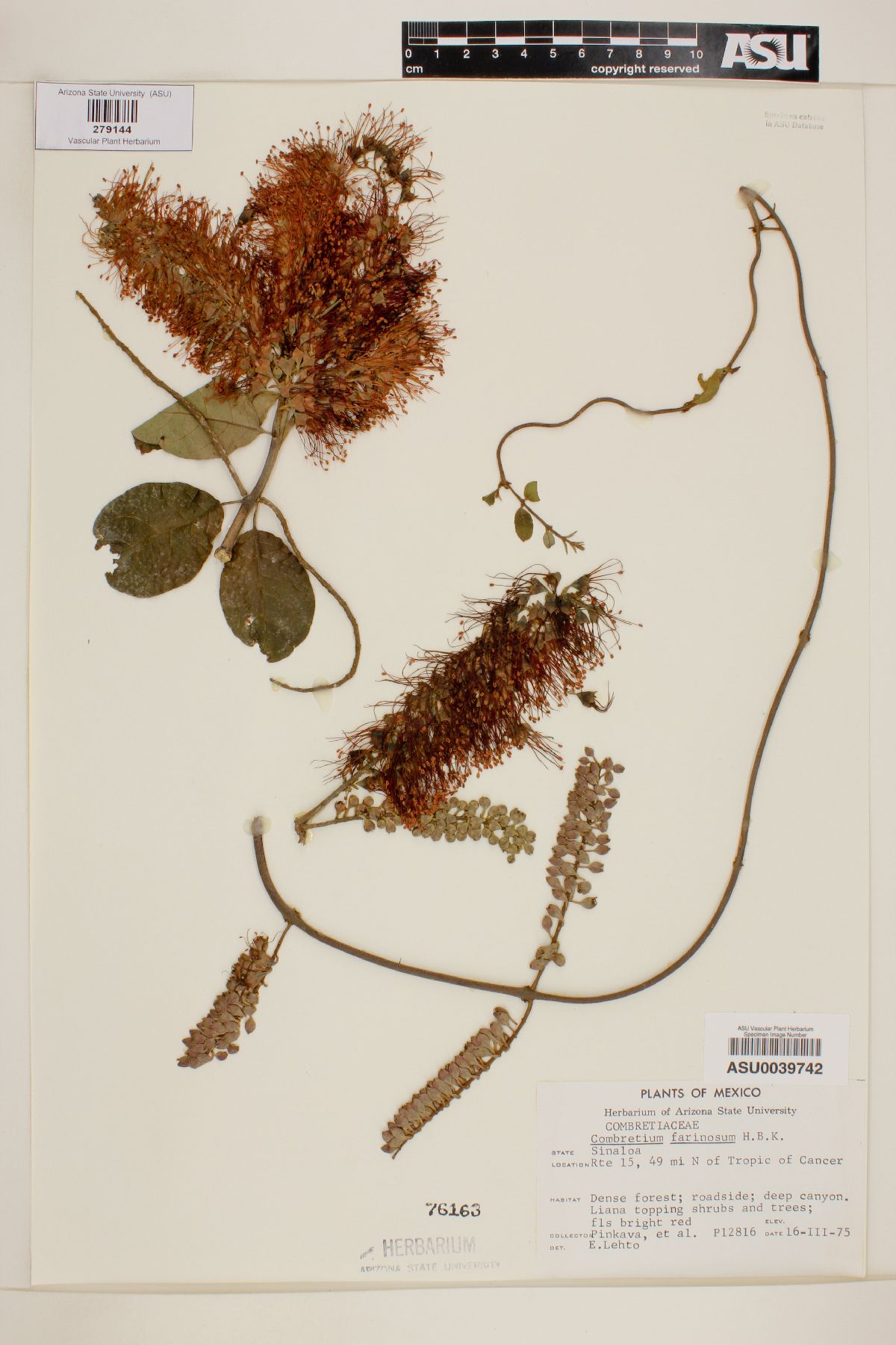 Combretum farinosum image