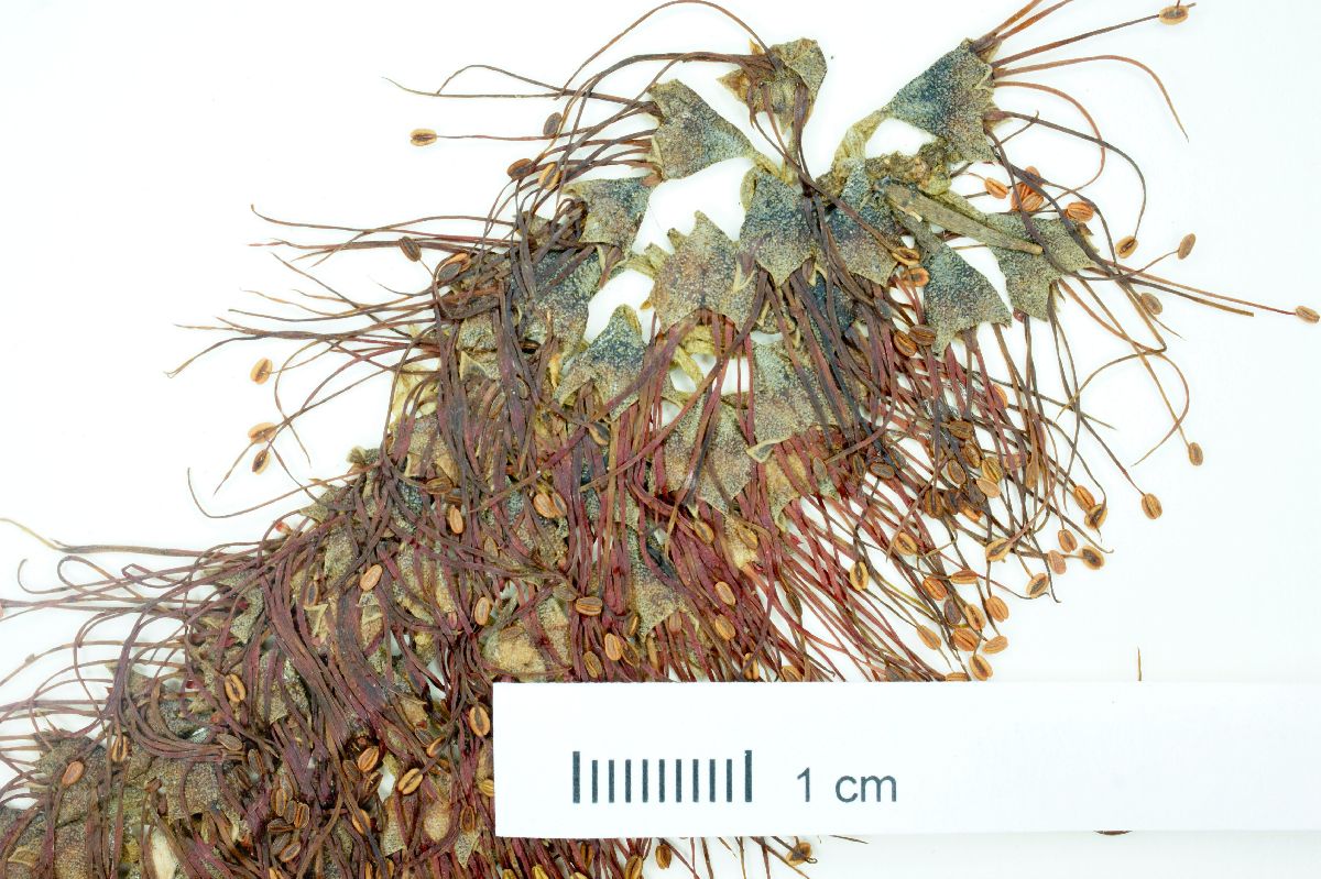 Combretum farinosum image