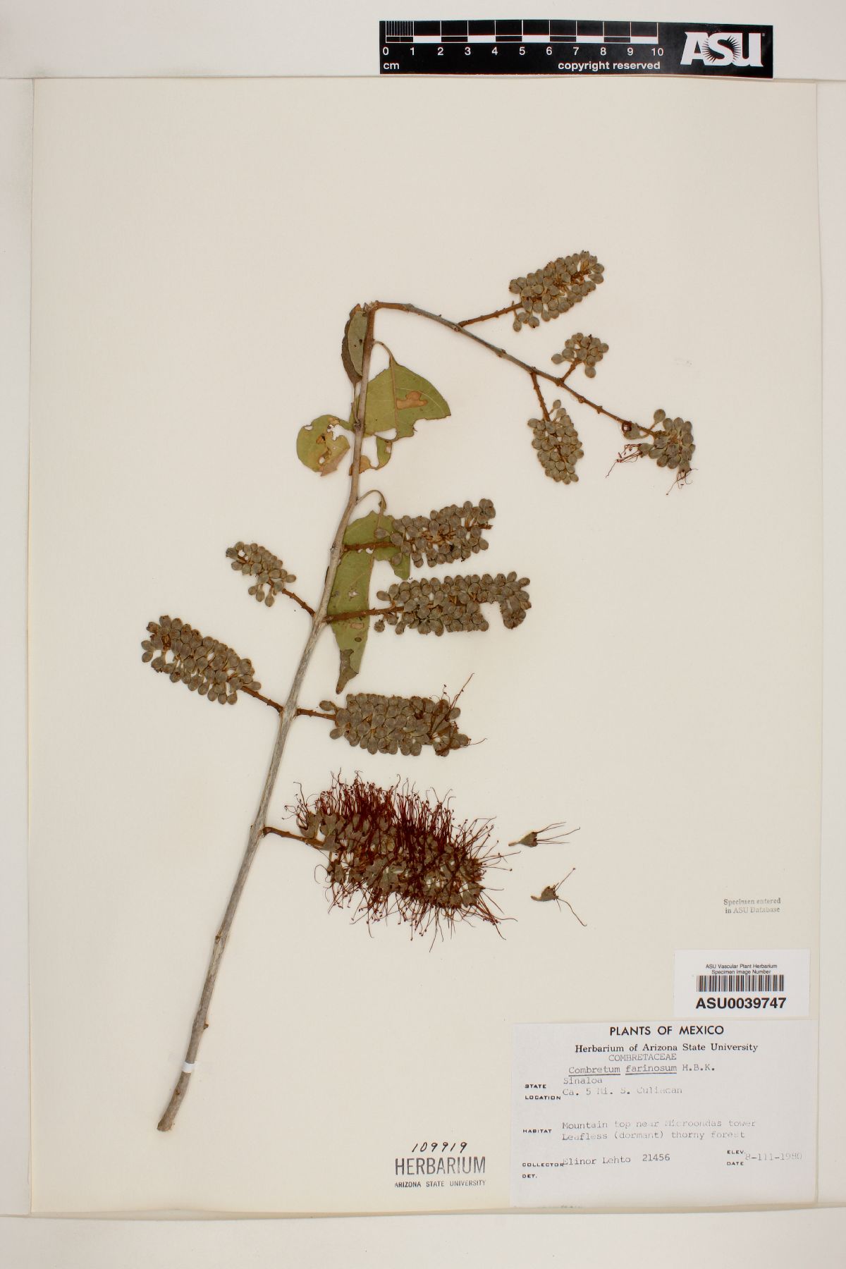 Combretum farinosum image