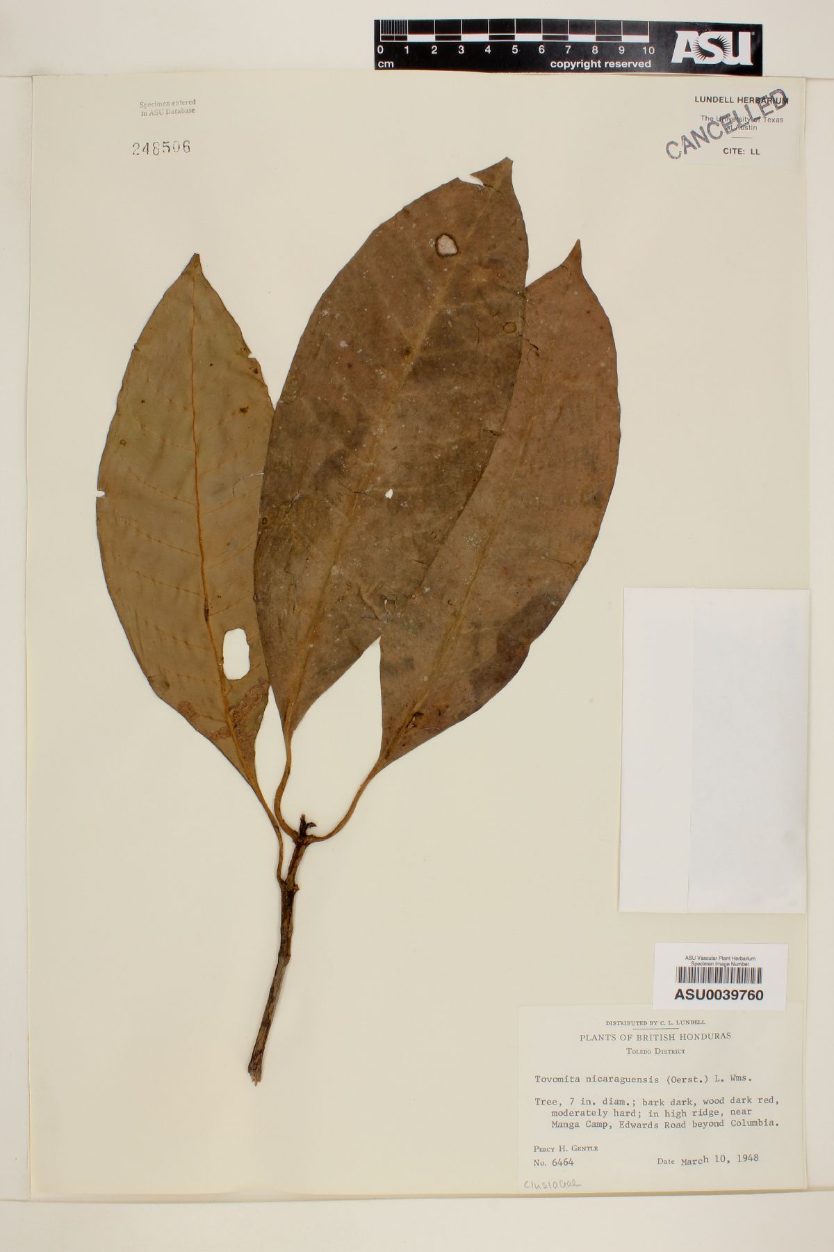 Chrysochlamys nicaraguensis image