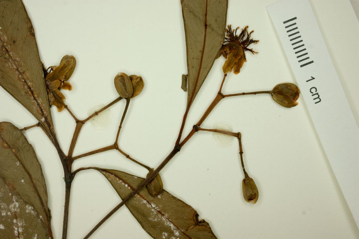 Tovomita brasiliensis image