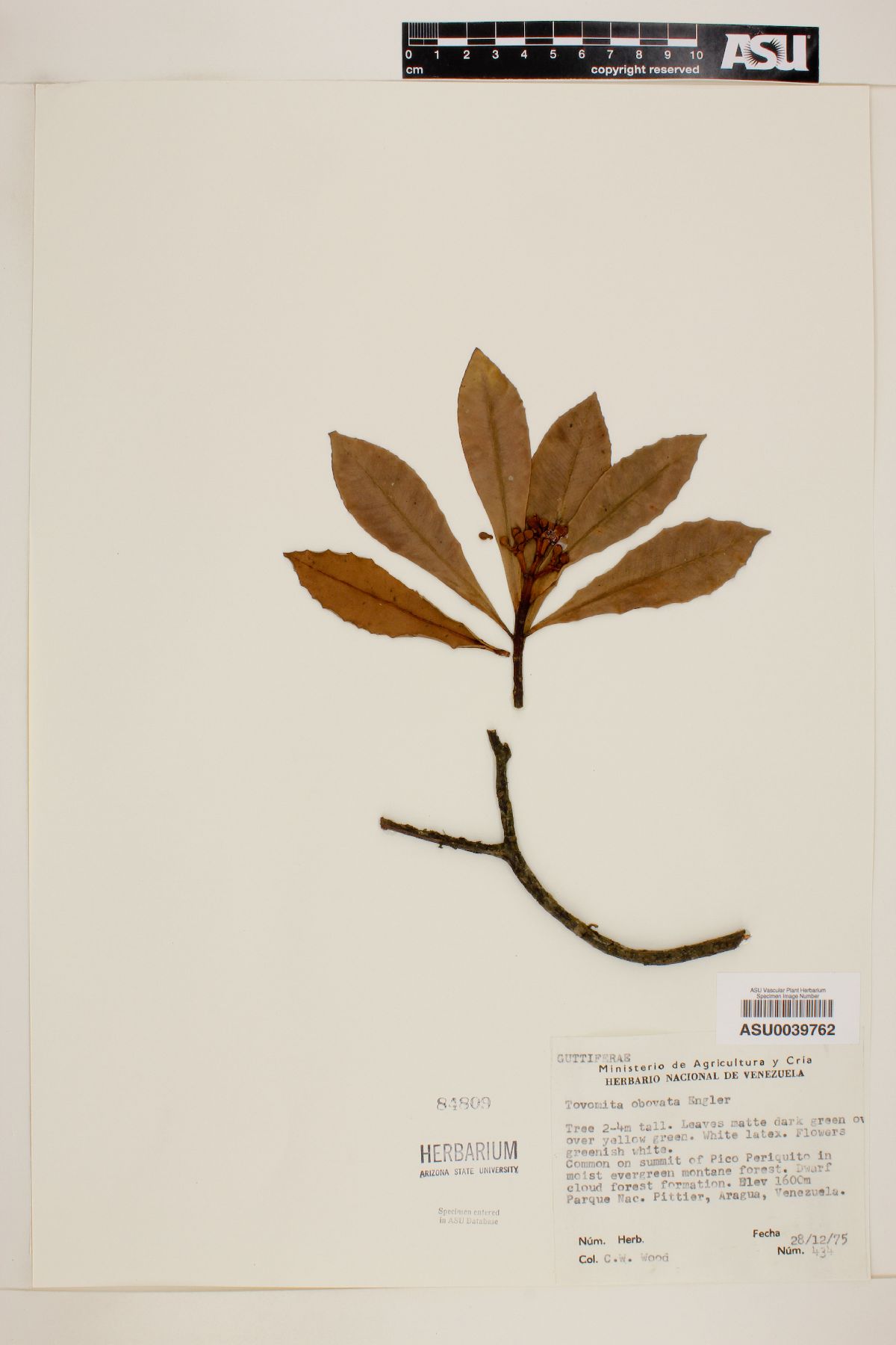 Tovomita obovata image