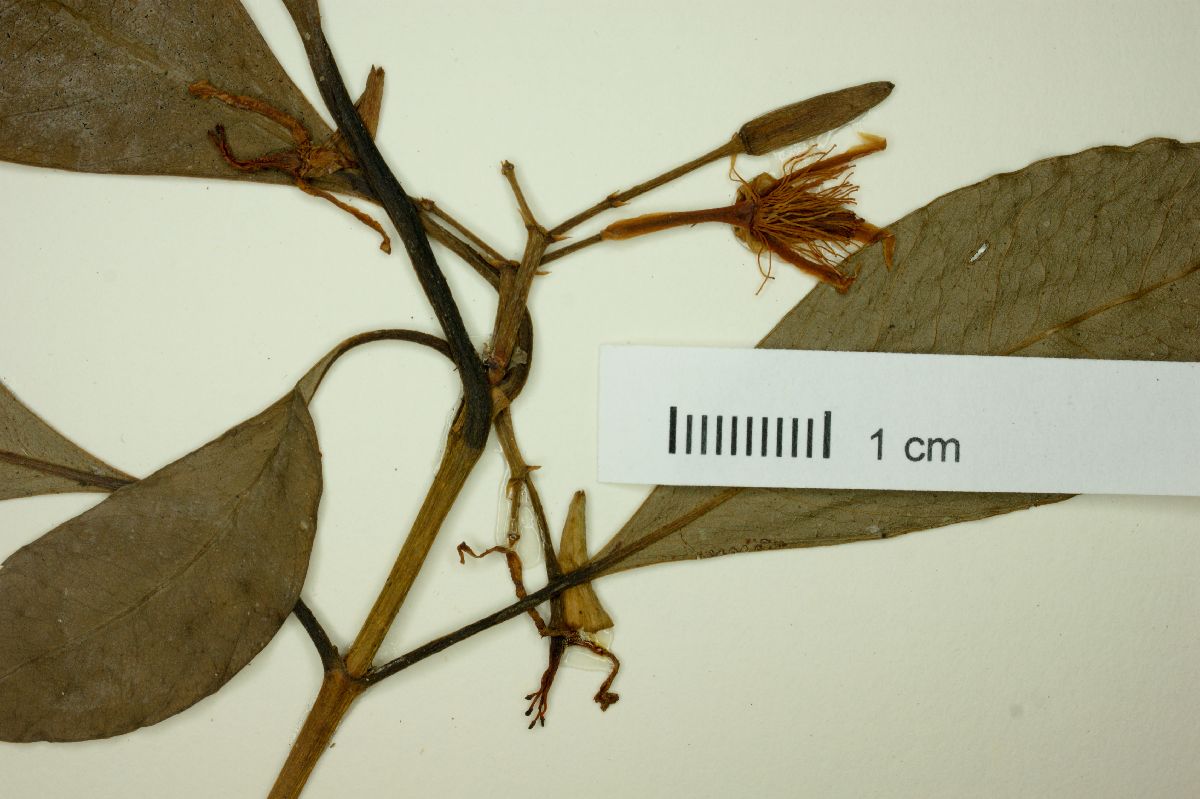 Tovomita stylosa image
