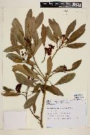 Media resource of Tovomitopsis paniculata