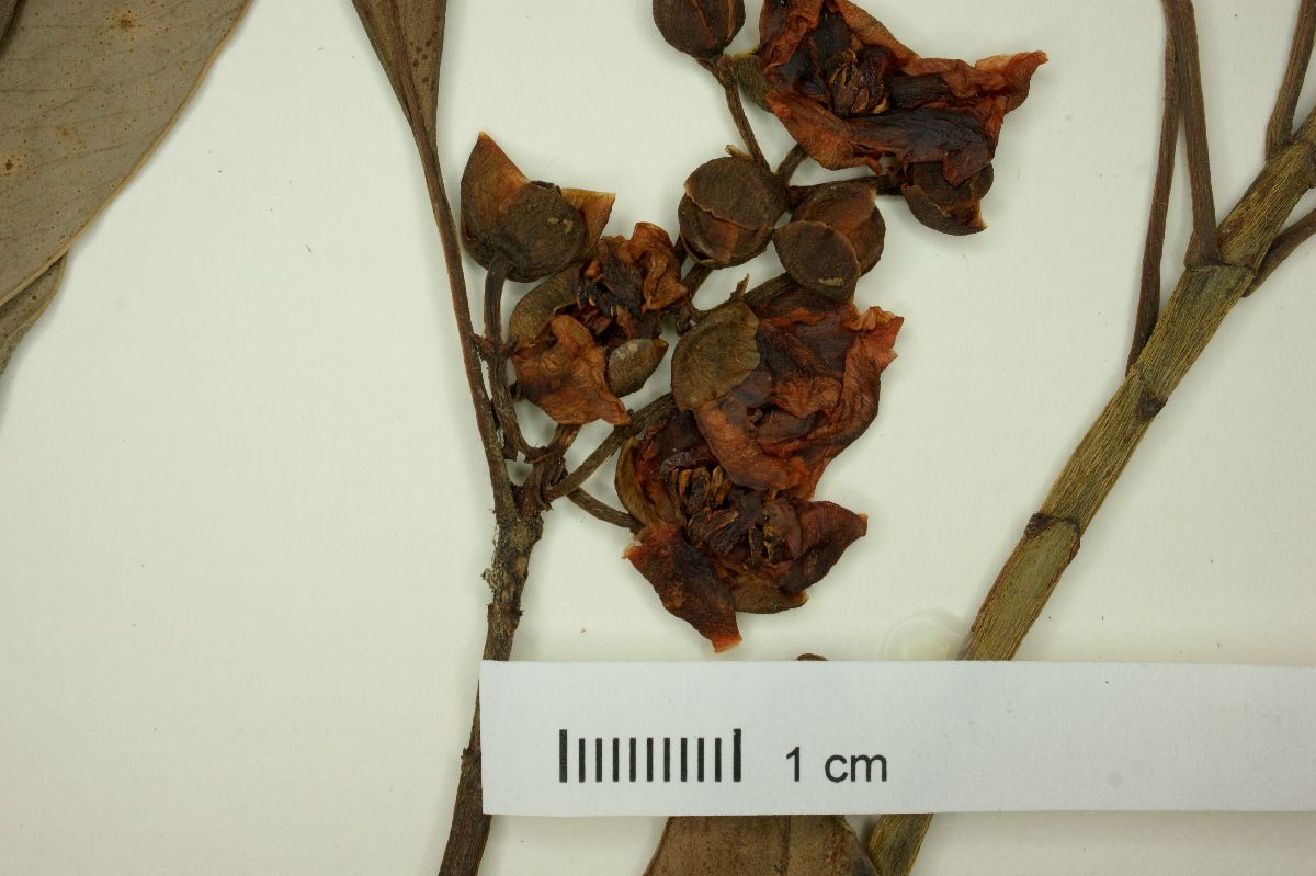 Tovomitopsis paniculata image