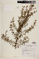 Hypericum brasiliense image