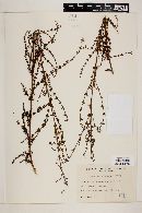 Hypericum brasiliense image