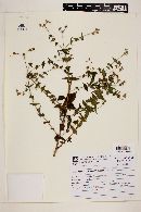 Image of Hypericum caprifoliatum