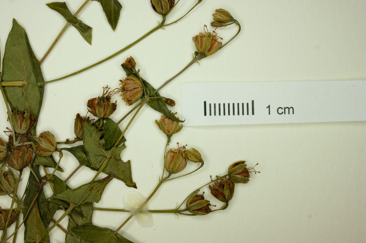 Hypericum caprifoliatum image