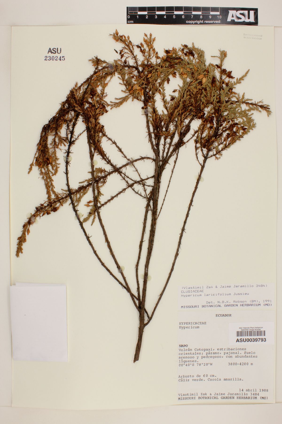 Hypericum laricifolium image