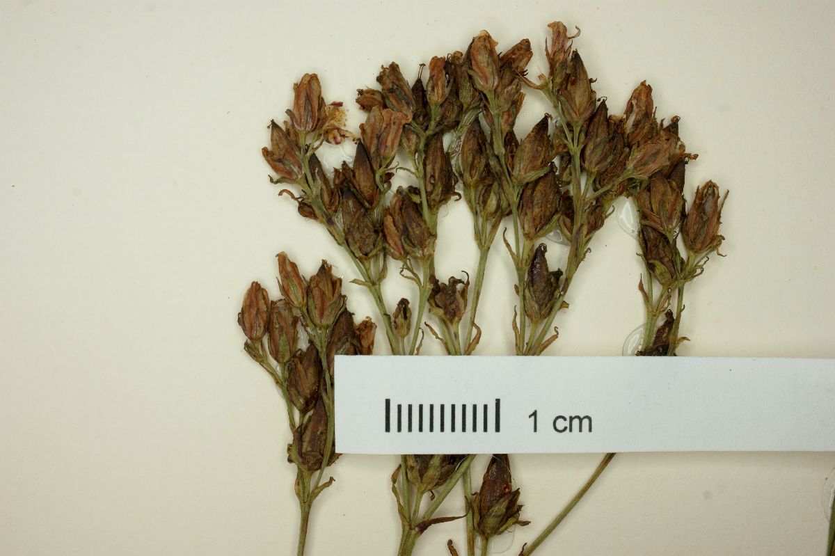 Hypericum silenoides image