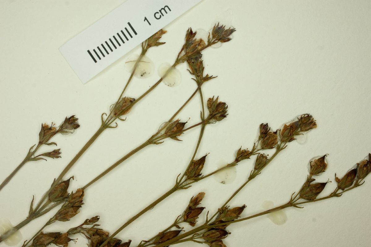Hypericum silenoides image