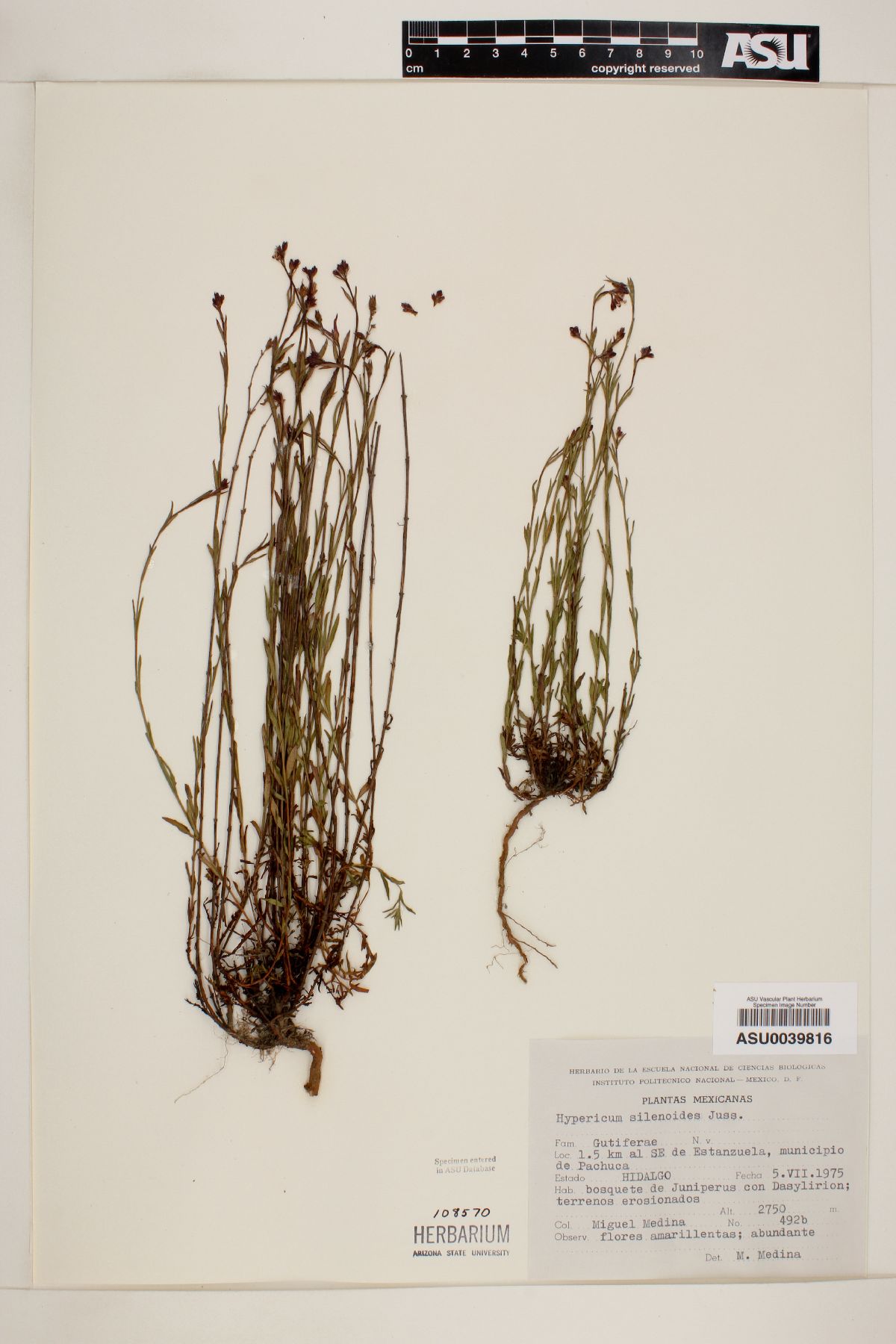 Hypericum silenoides image