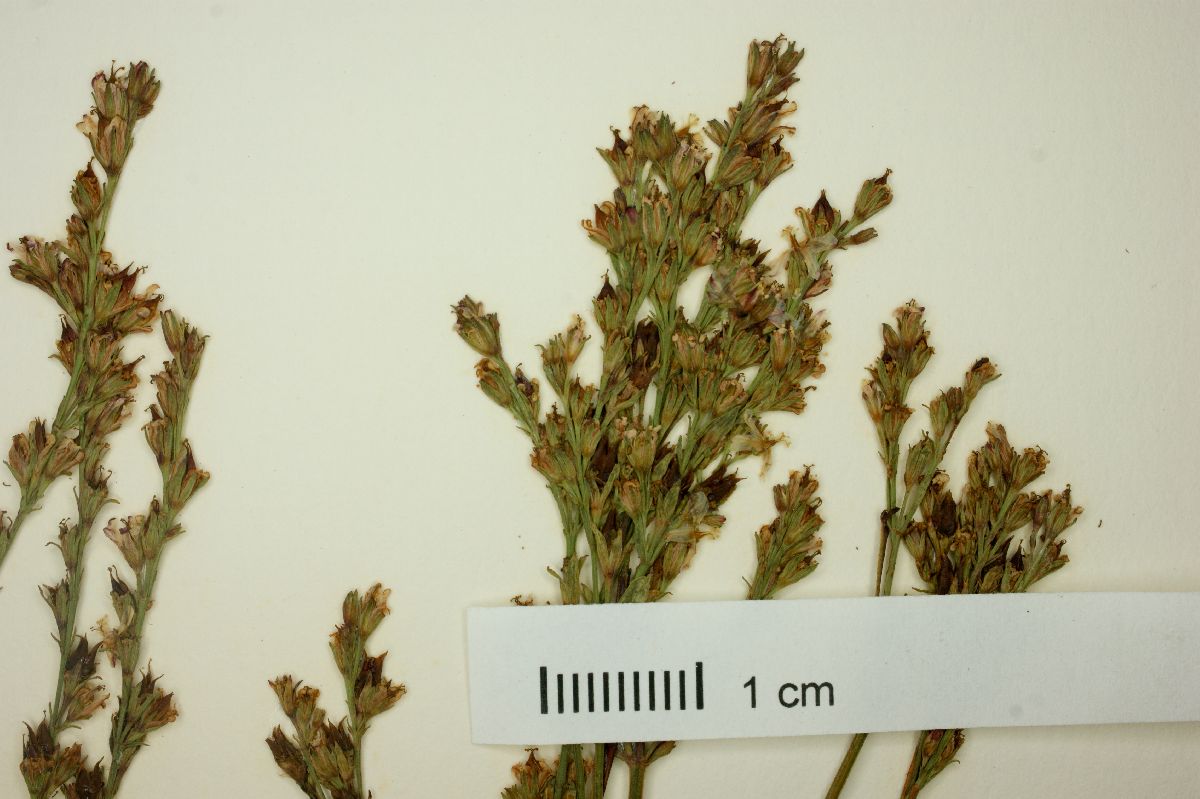 Hypericum submontanum image