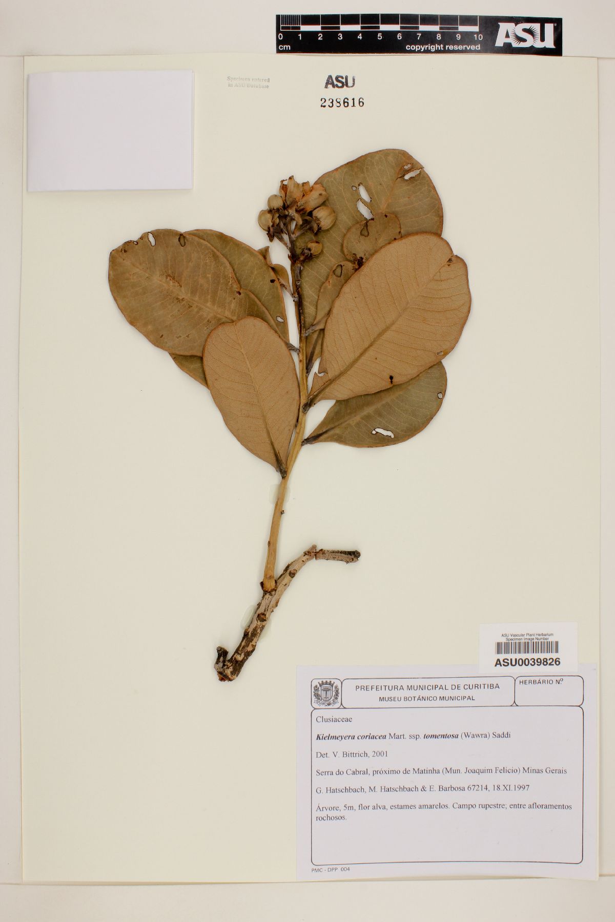 Kielmeyera coriacea image