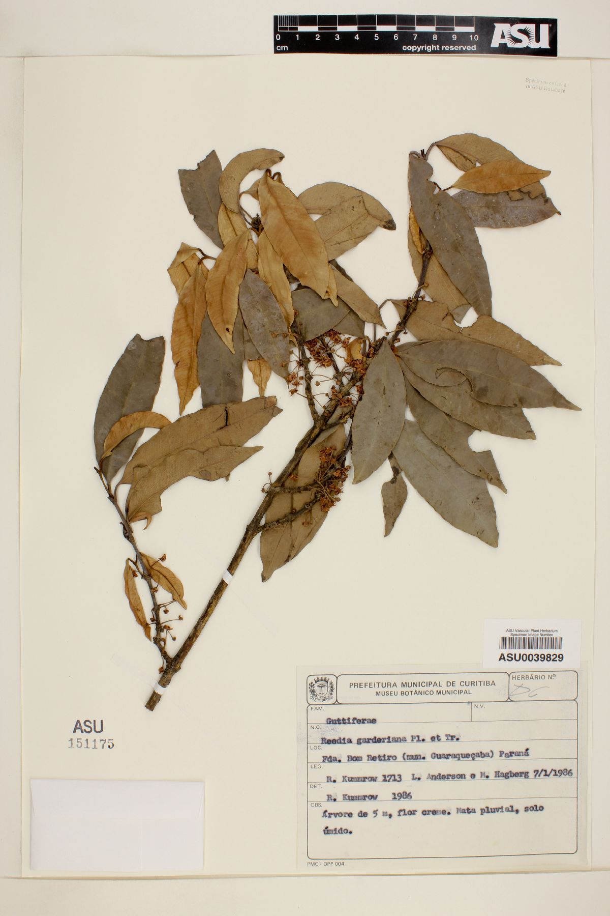 Garcinia brasiliensis image