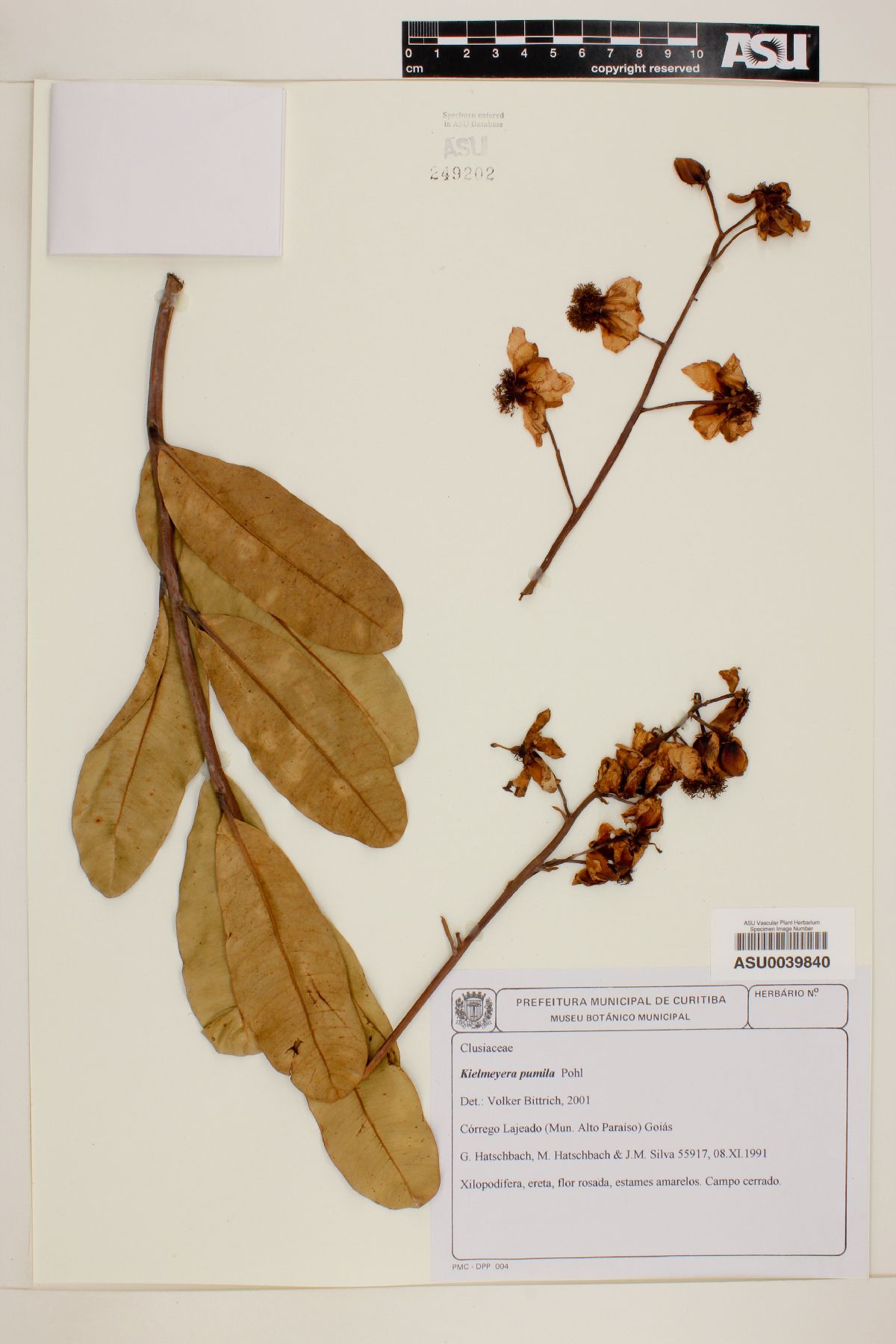 Kielmeyera pumila image