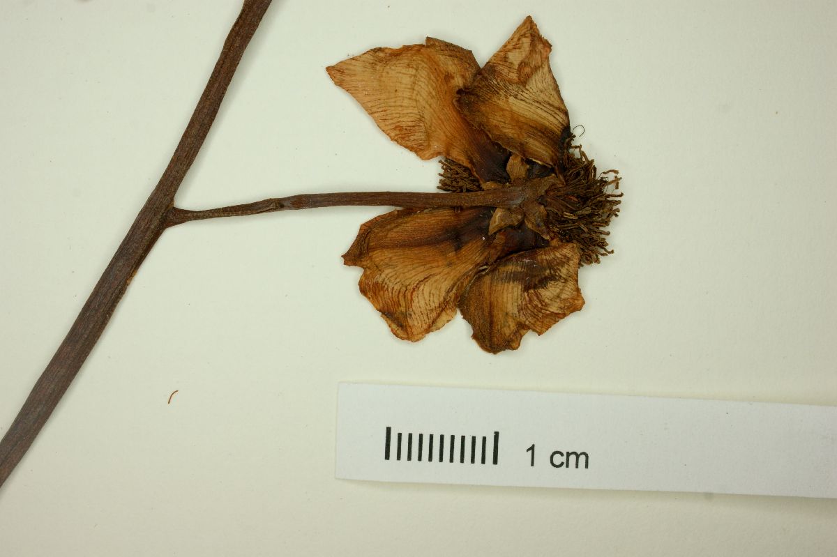 Kielmeyera pumila image