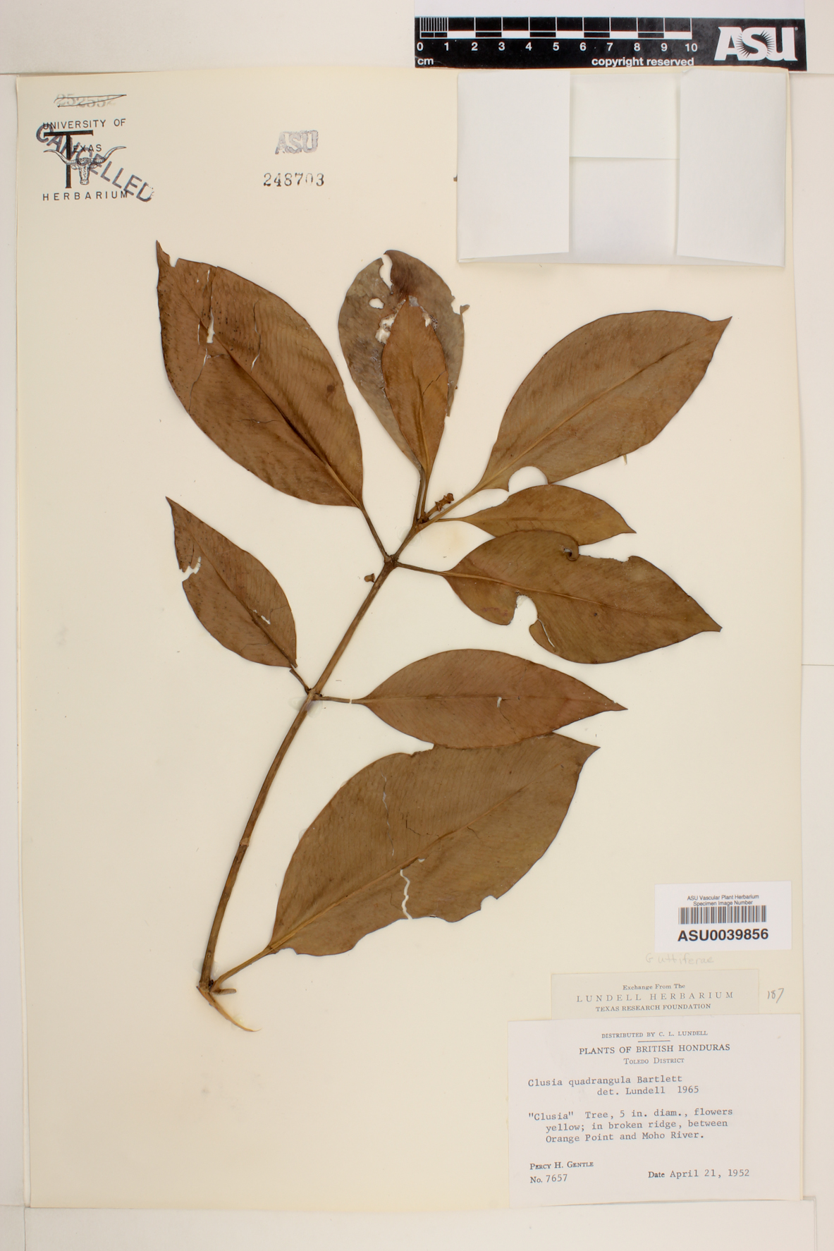 Clusia quadrangula image