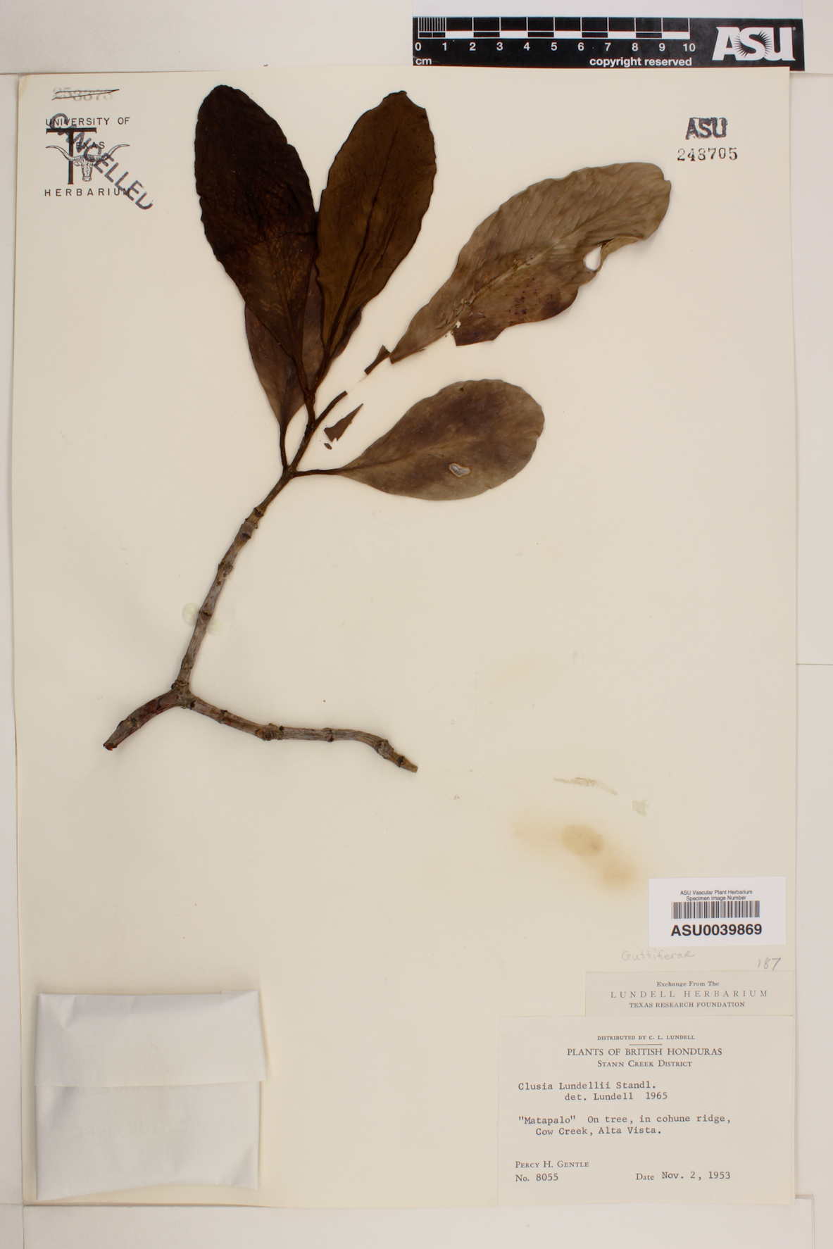 Clusia lundellii image