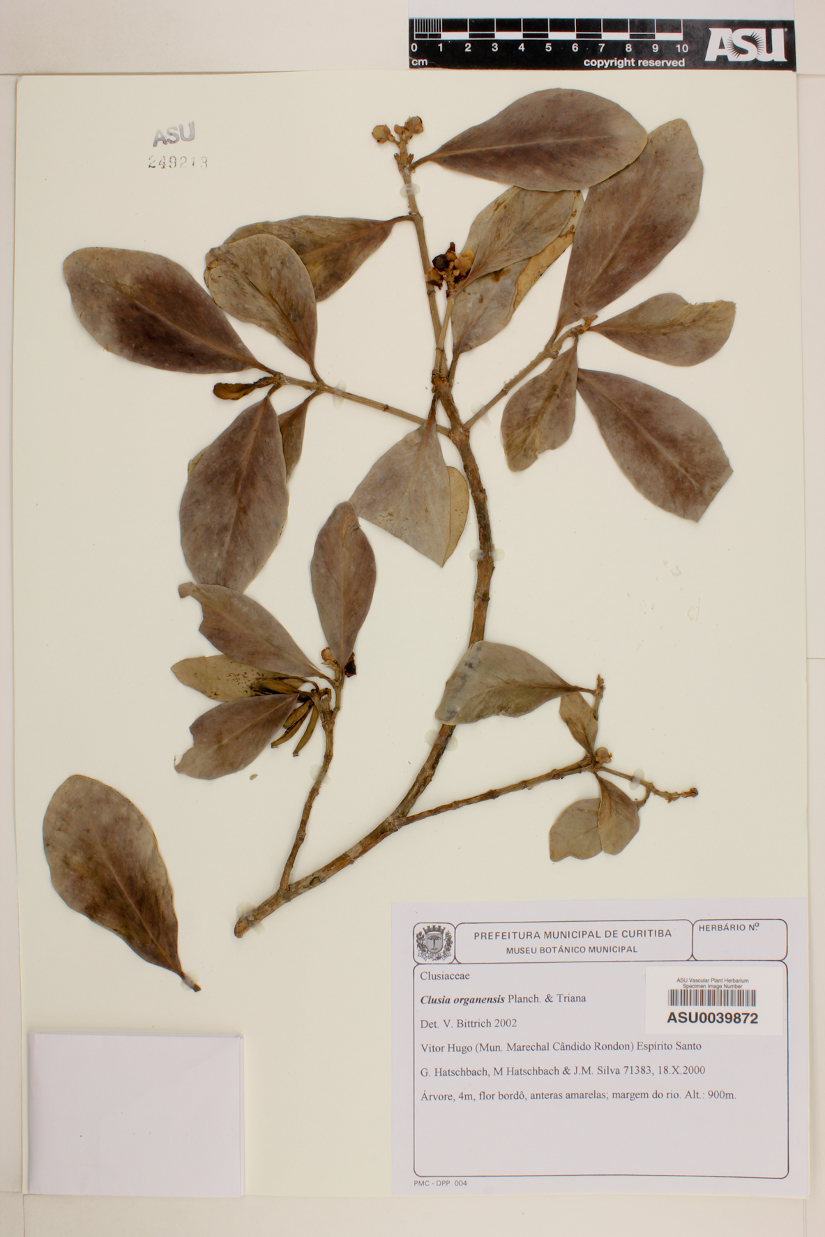 Clusia organensis image