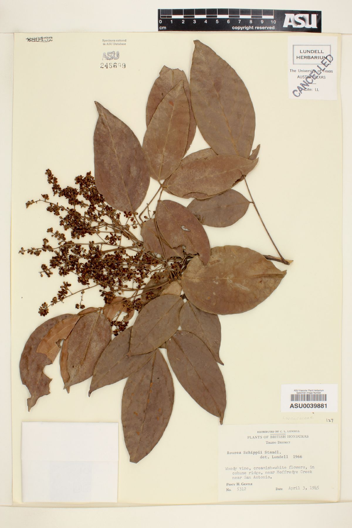 Rourea schippii image
