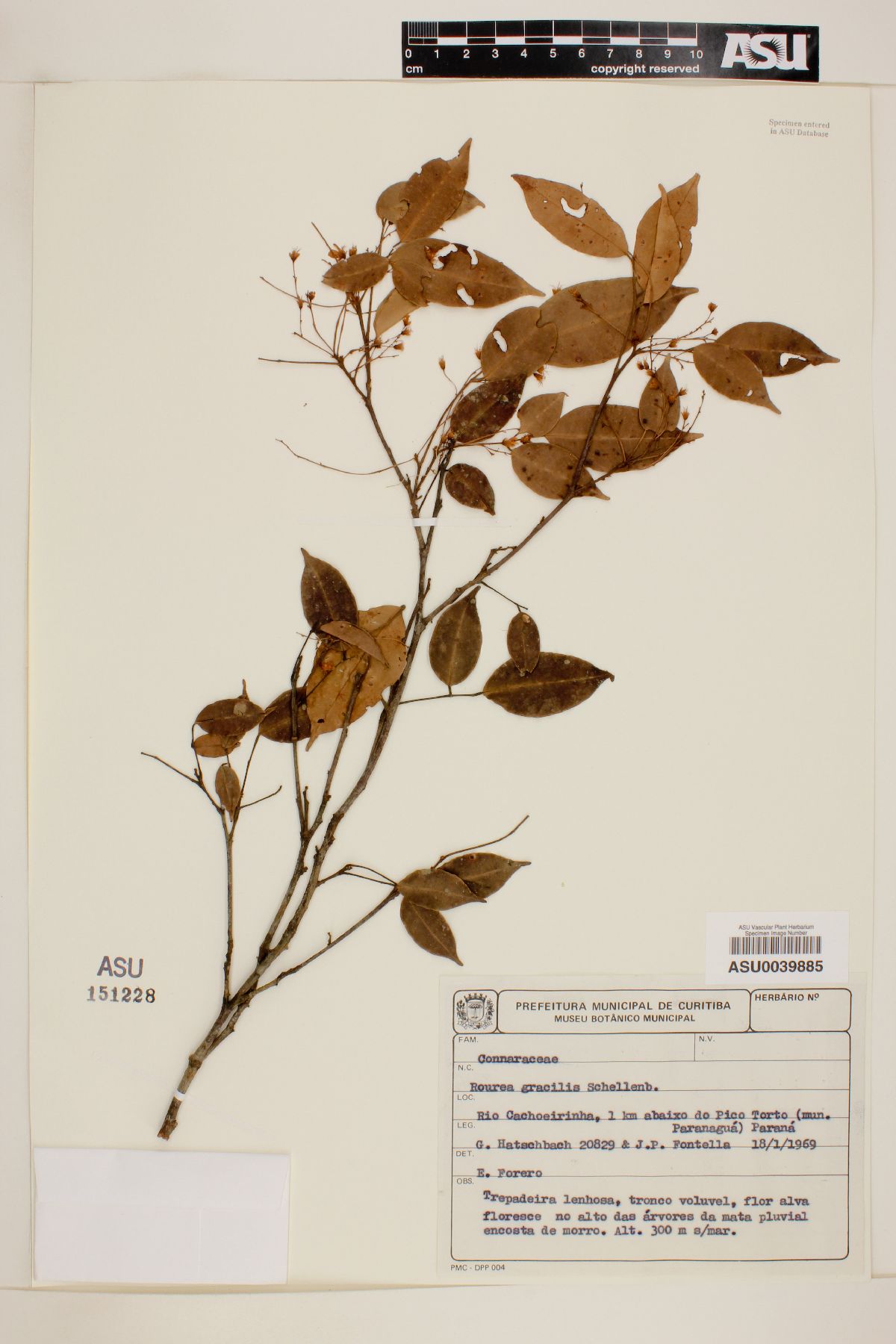 Rourea gracilis image
