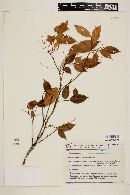 Image of Rourea gracilis