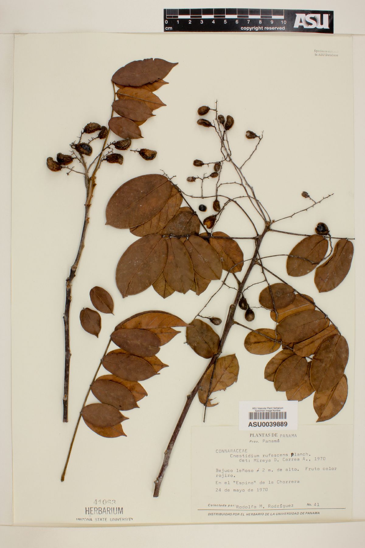Cnestidium rufescens image