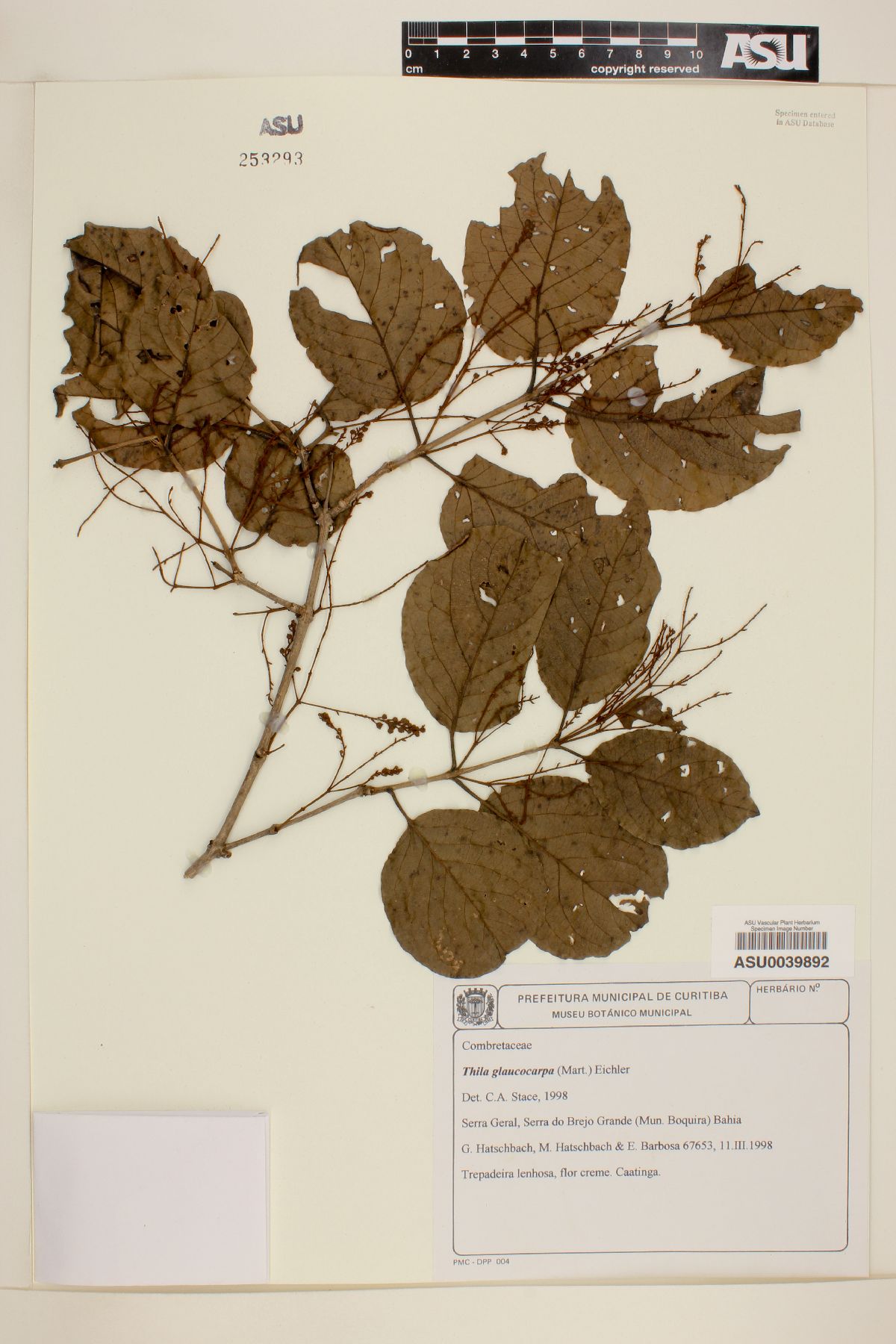 Thiloa glaucocarpa image