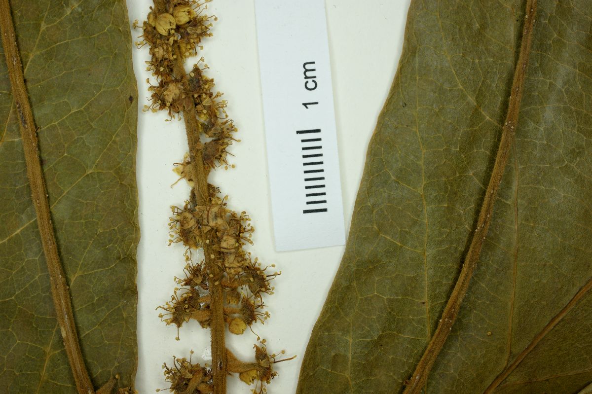 Combretaceae image