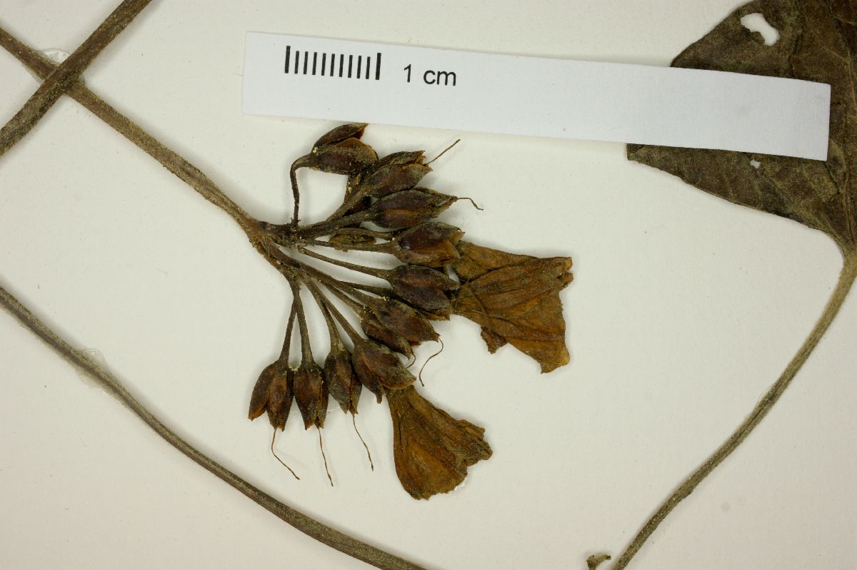 Merremia umbellata image