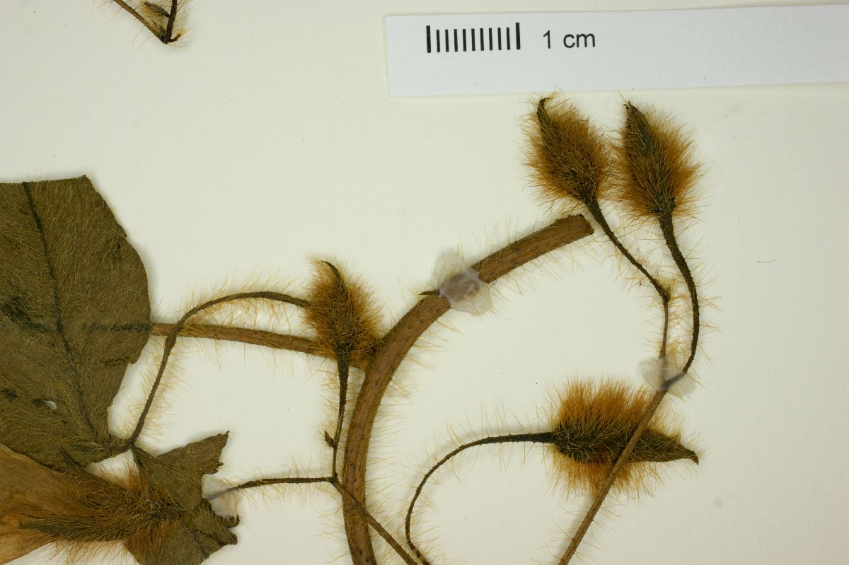 Merremia aegyptia image