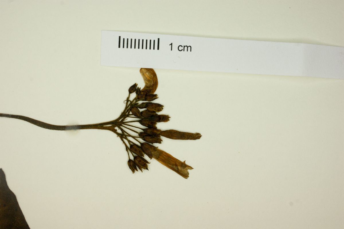 Jacquemontia ciliata image