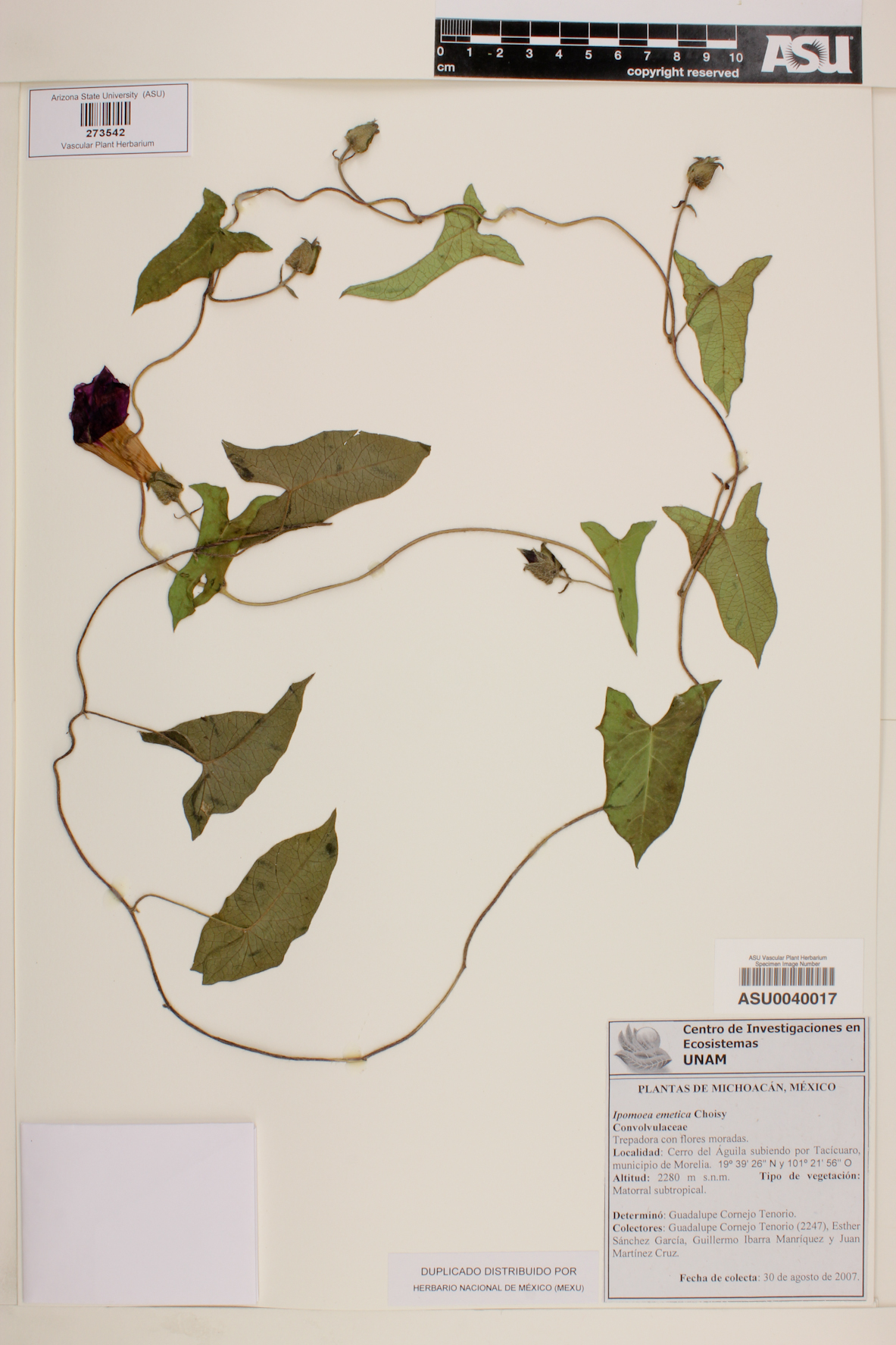 Ipomoea emetica image