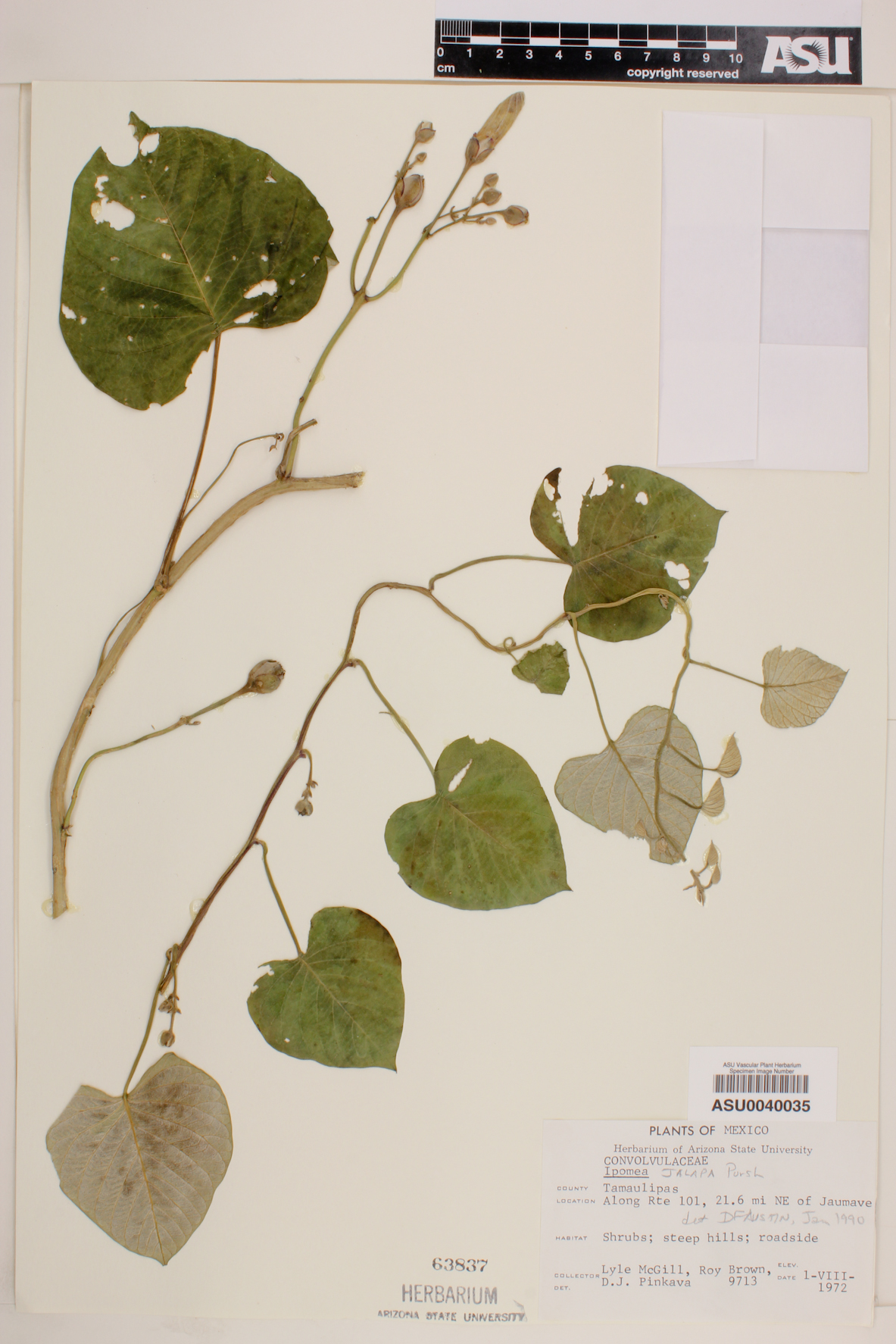 Ipomoea jalapa image