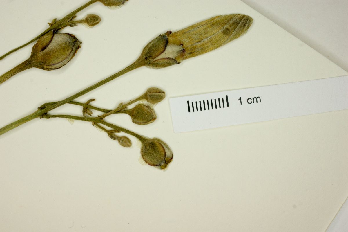 Ipomoea jalapa image
