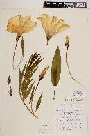 Ipomoea longifolia image