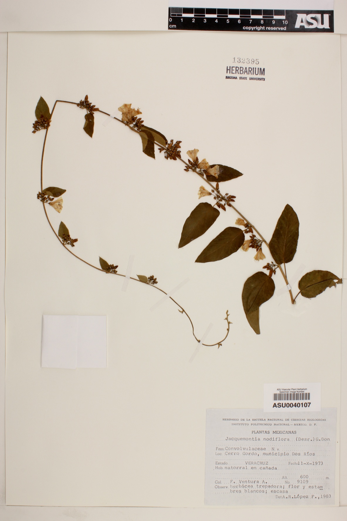 Jacquemontia nodiflora image