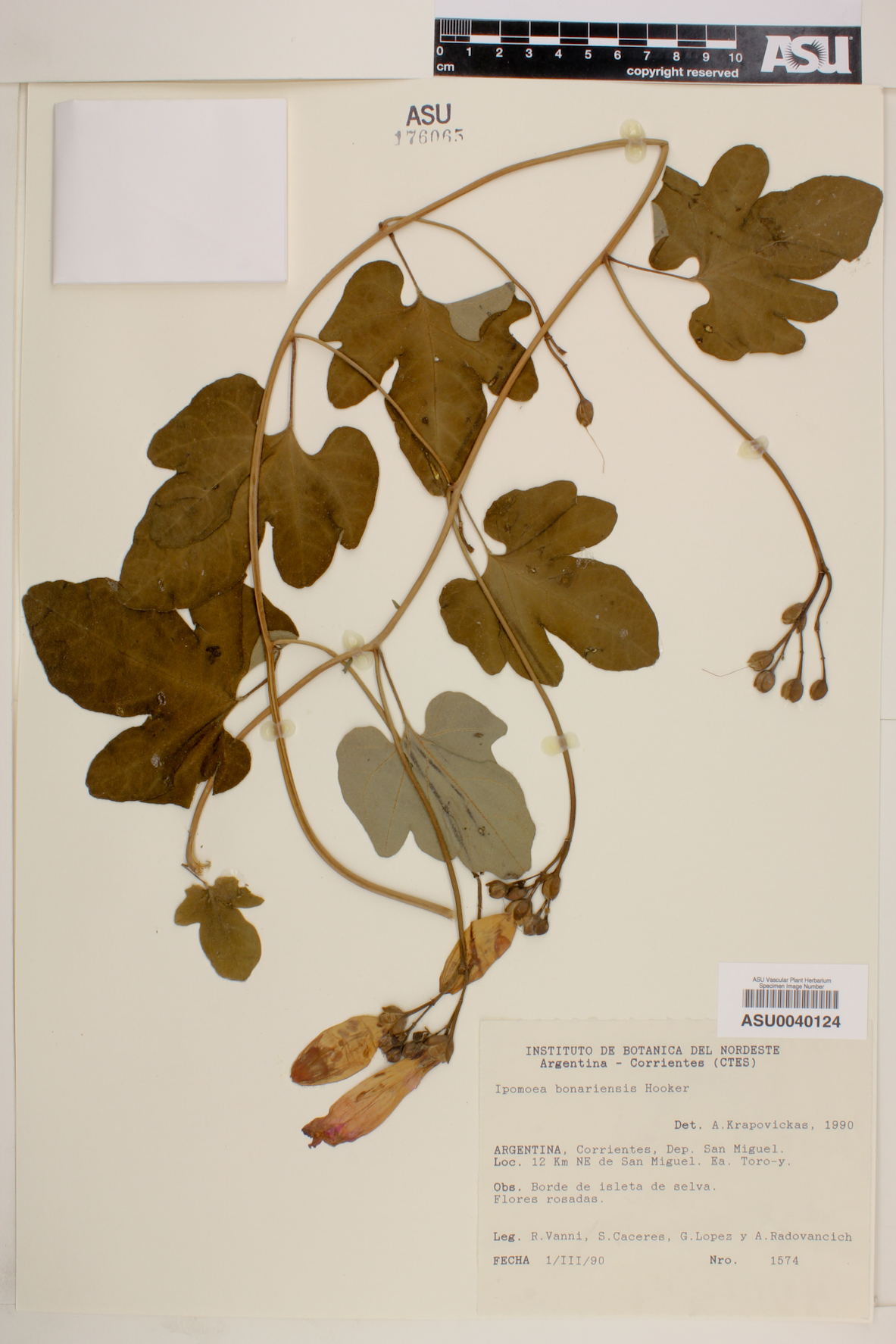 Ipomoea bonariensis image