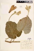 Ipomoea descolei image